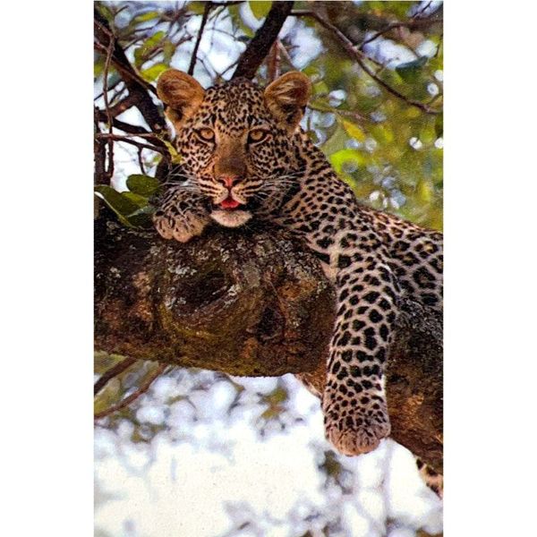 Hire LEOPARD IN TREE Backdrop Hire 2.3mW x 2.4mH